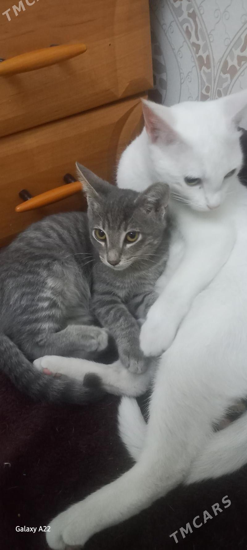 Piŝik - Ашхабад - img 2