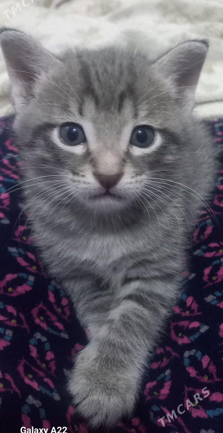 Piŝik - Ашхабад - img 3