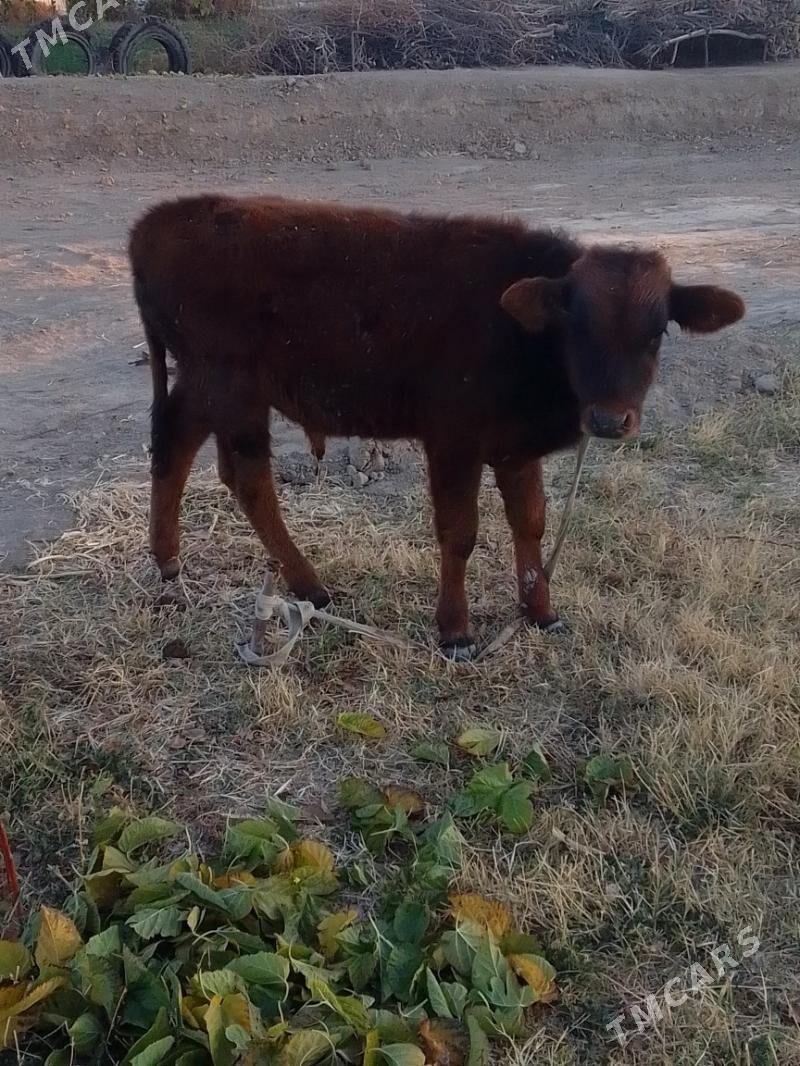 sygyr - Wekilbazar - img 2