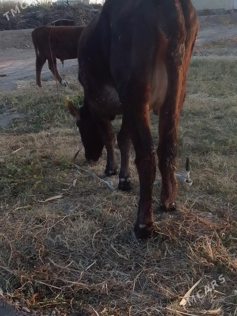 sygyr - Wekilbazar - img 3