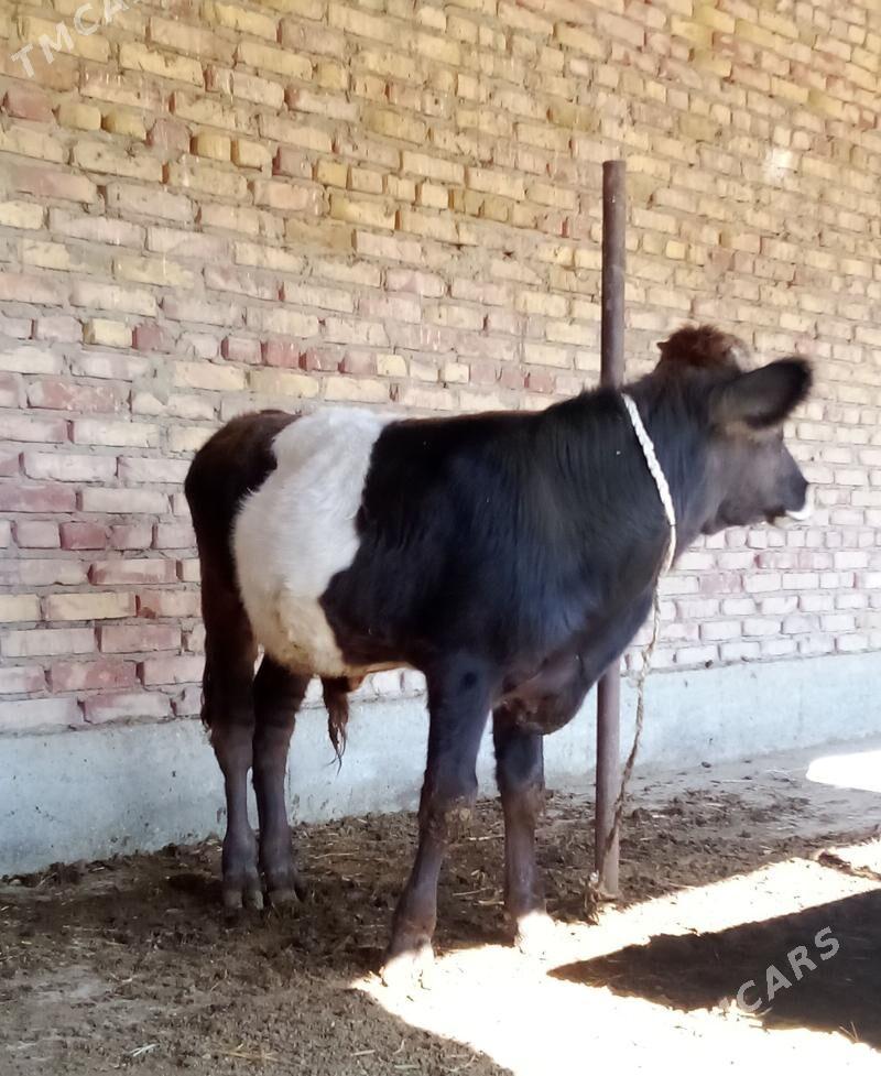 Öküz Gibrit Tohum 9 aýlyk - Gökdepe - img 2