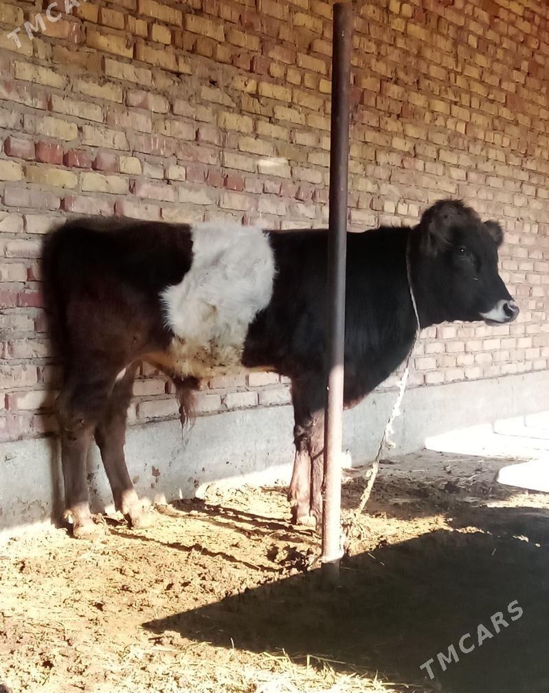 Öküz Gibrit Tohum 9 aýlyk - Gökdepe - img 3