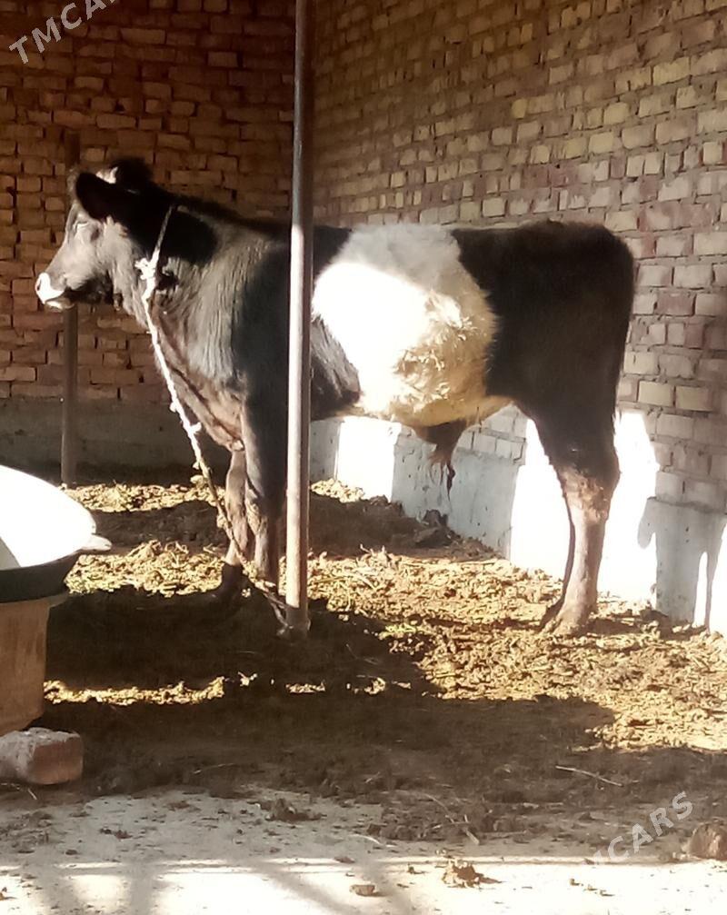 Öküz Gibrit Tohum 9 aýlyk - Gökdepe - img 4