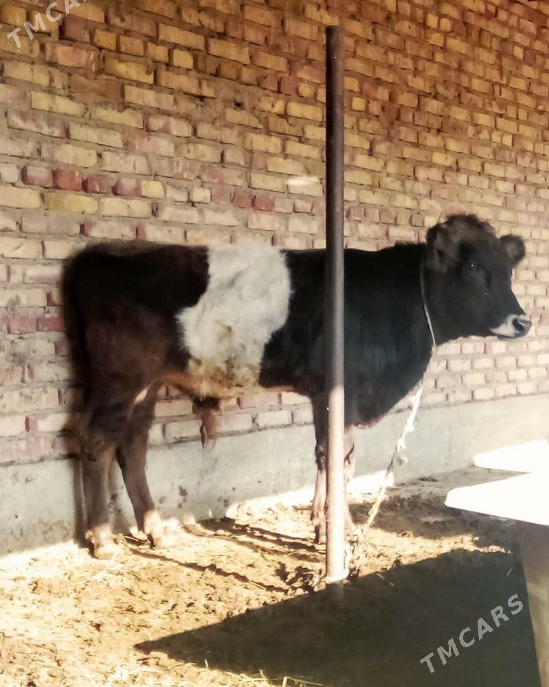 Öküz Gibrit Tohum 9 aýlyk - Gökdepe - img 8