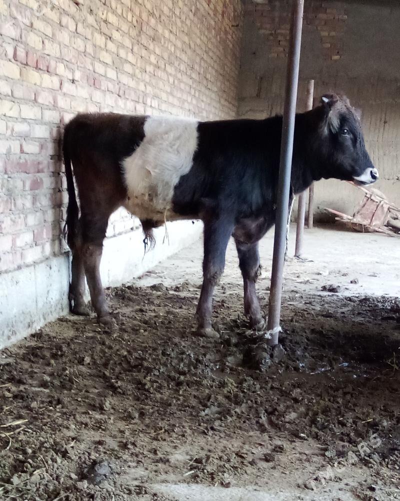 Öküz Gibrit Tohum 9 aýlyk - Gökdepe - img 9