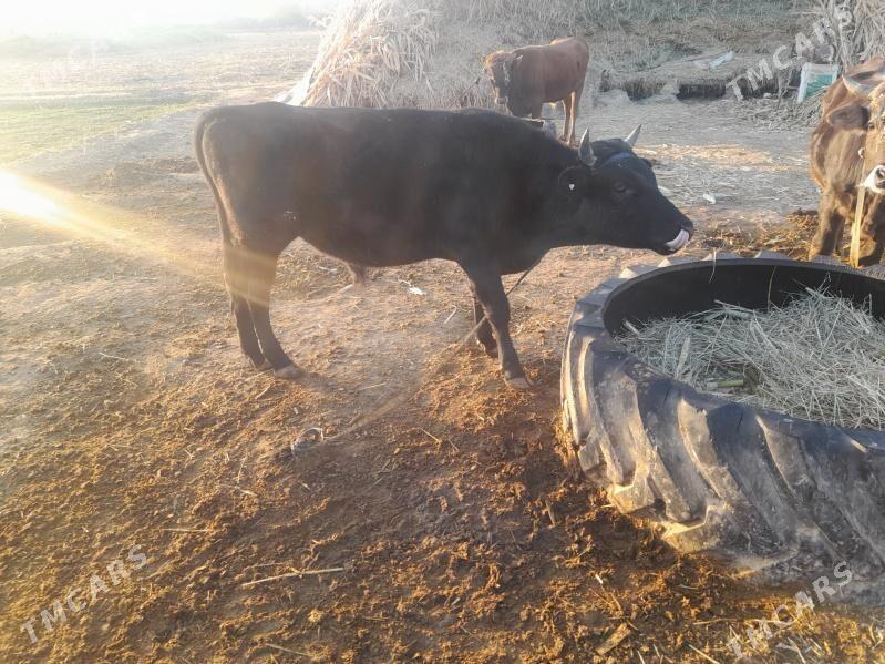 okuz - Каракумский этрап - img 5