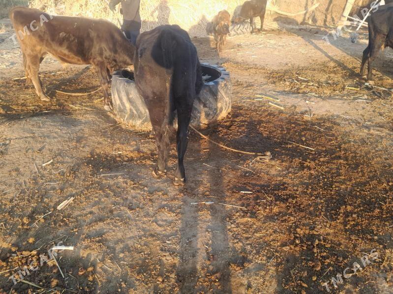 okuz - Каракумский этрап - img 2