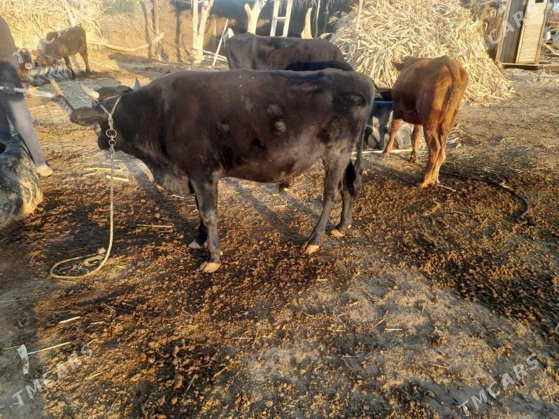 okuz - Каракумский этрап - img 7