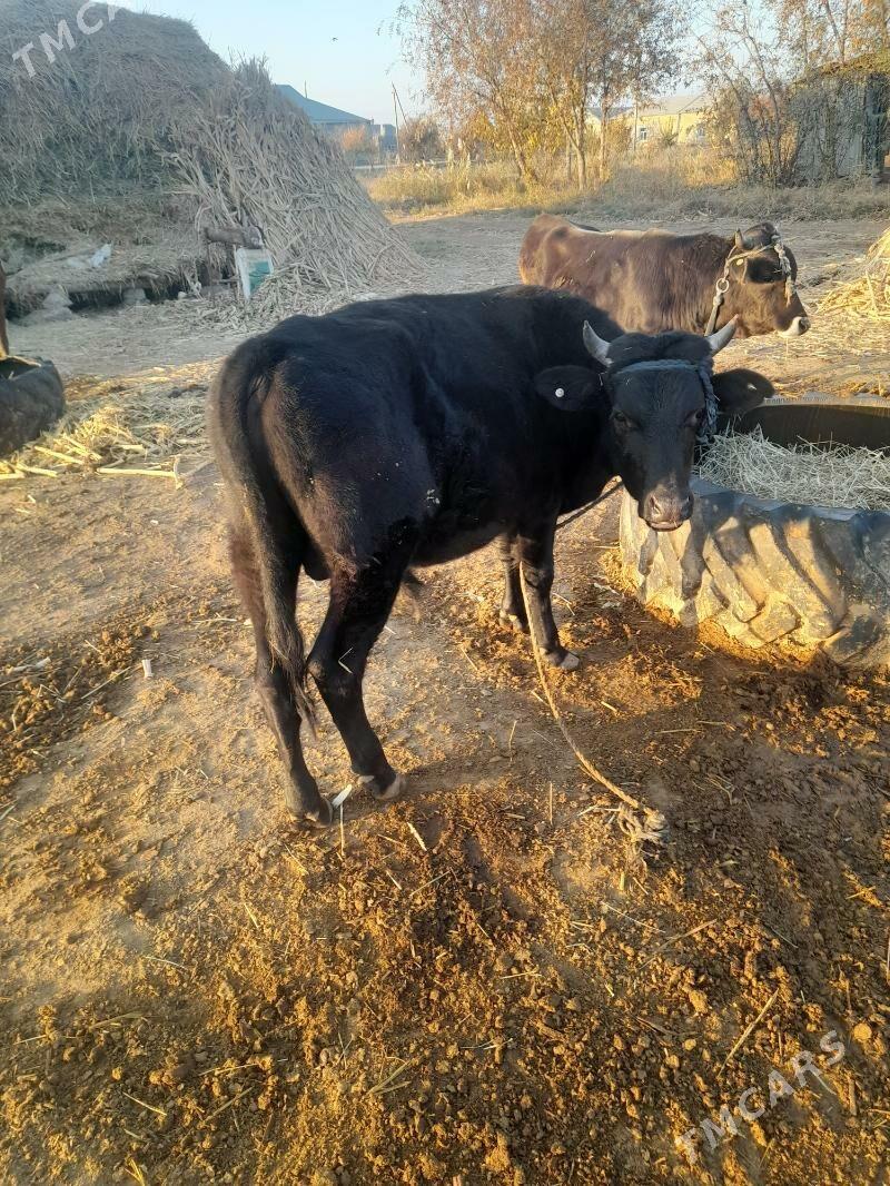 okuz - Каракумский этрап - img 6