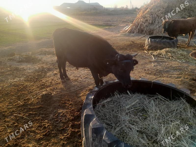 okuz - Каракумский этрап - img 4