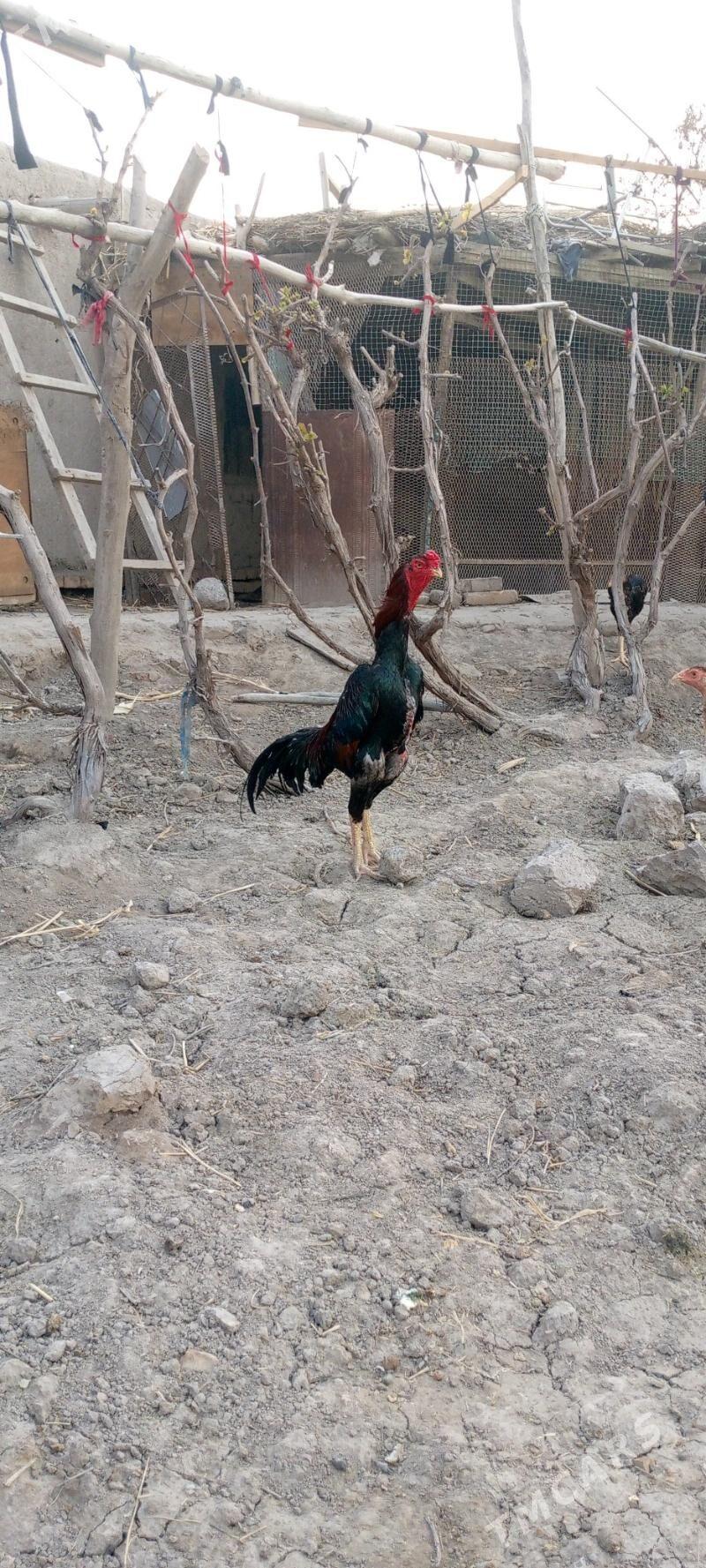 horaz - Дашогуз - img 5