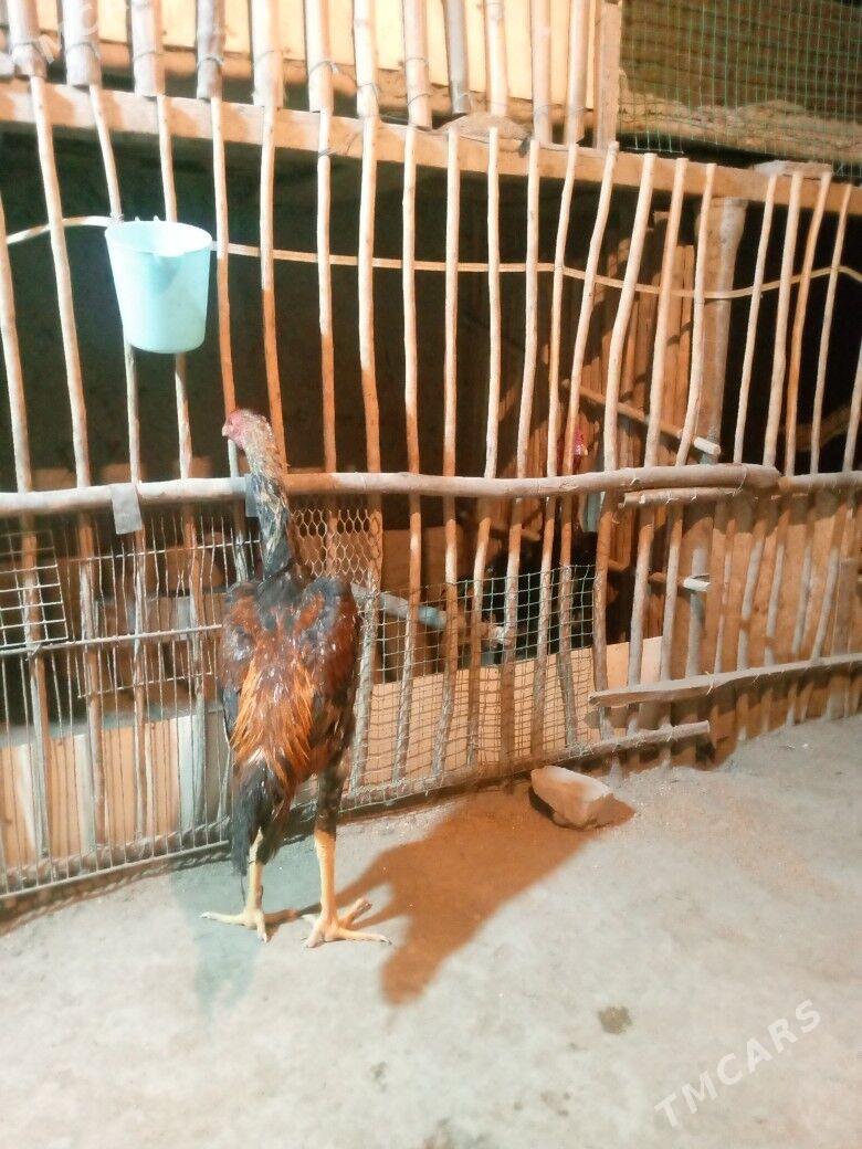 horaz - Дашогуз - img 2