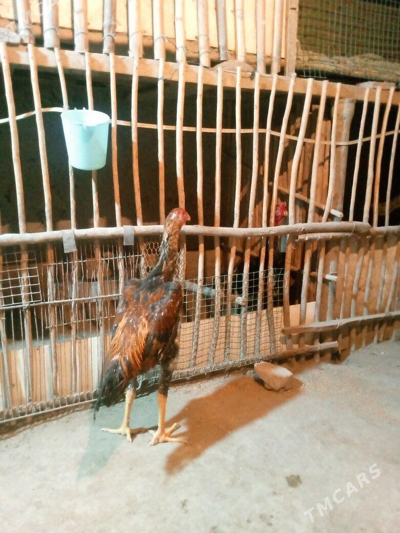 horaz - Дашогуз - img 3