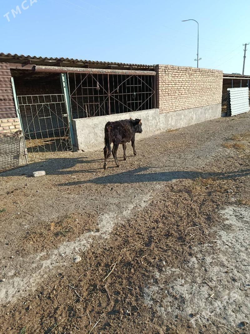 ökuz - Берекет - img 3