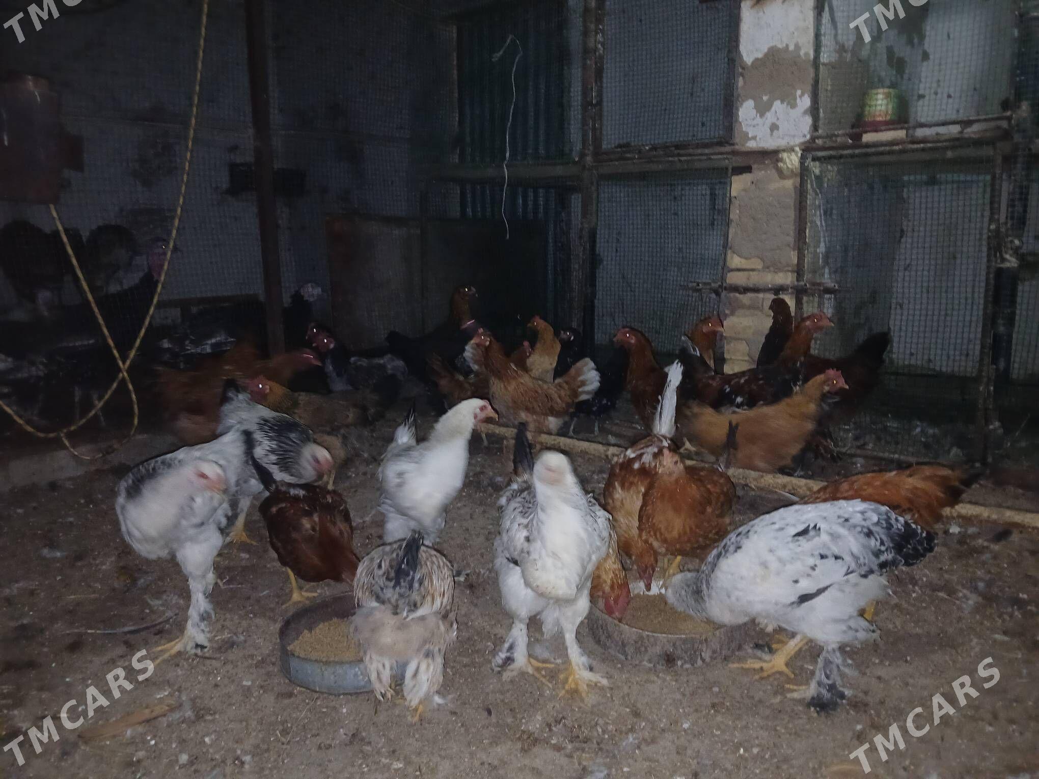 Horaz towuk - Сакарчага - img 2