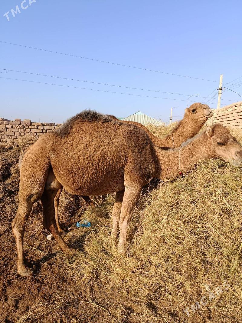 dúýe - Берекет - img 2