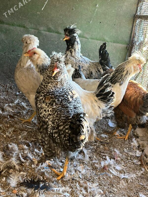 towuklar  troýka 8 aýlyk - Türkmenabat - img 6