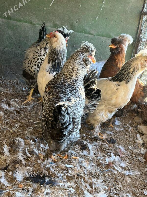 towuklar  troýka 8 aýlyk - Türkmenabat - img 4