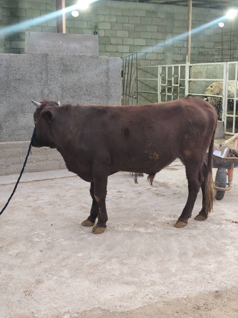 OKZ 3 SANAK BAKYLAN - Анев - img 8