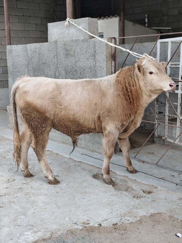 OKZ 3 SANAK BAKYLAN - Анев - img 4