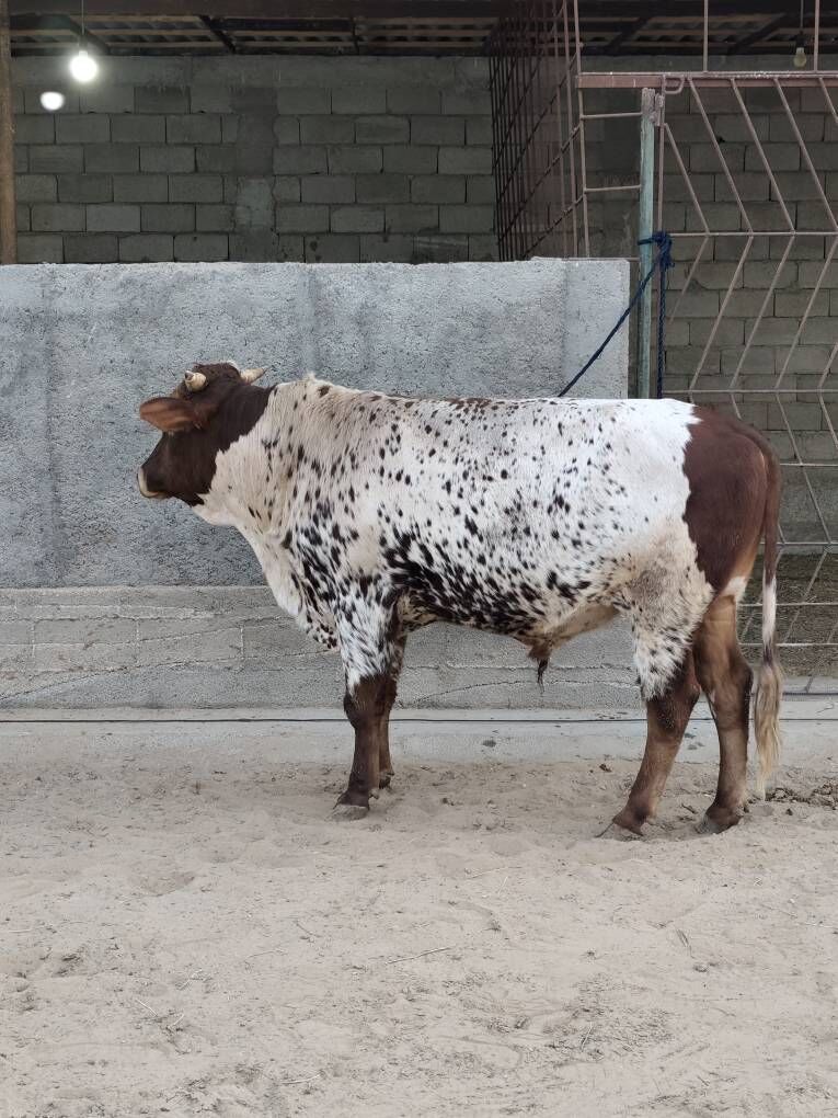 OKZ 3 SANAK BAKYLAN - Анев - img 6