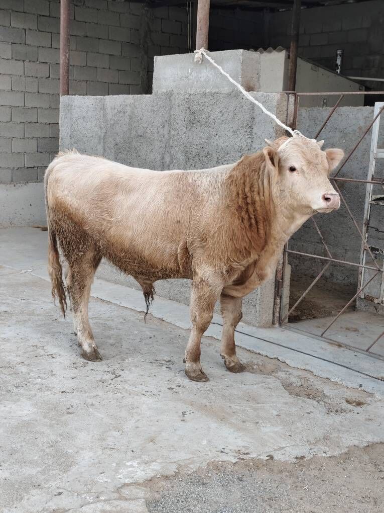 OKZ 3 SANAK BAKYLAN - Анев - img 1