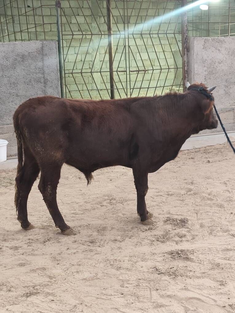 OKZ 3 SANAK BAKYLAN - Анев - img 9