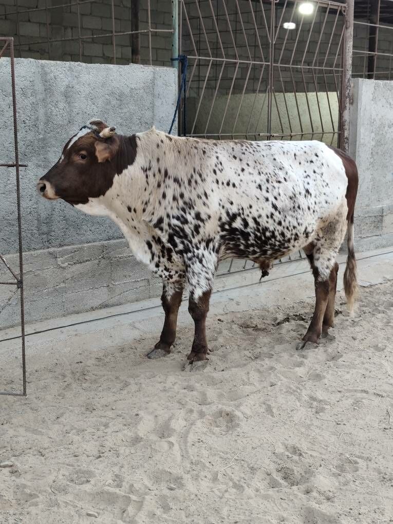 OKZ 3 SANAK BAKYLAN - Анев - img 5