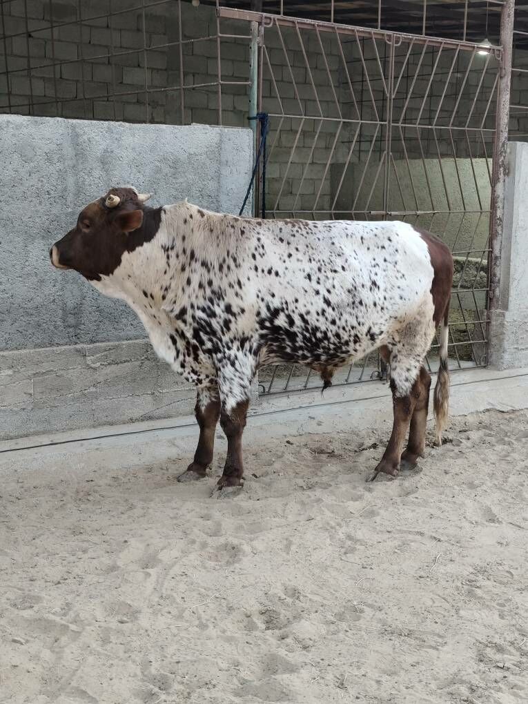 OKZ 3 SANAK BAKYLAN - Анев - img 7