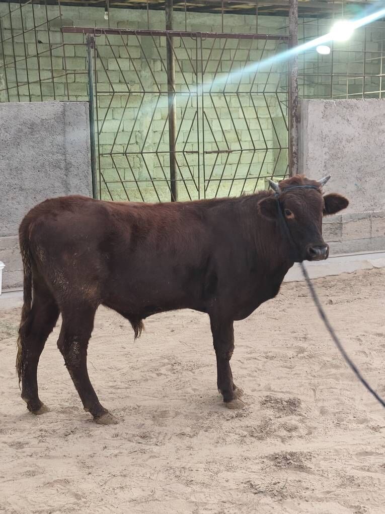 OKZ 3 SANAK BAKYLAN - Анев - img 10