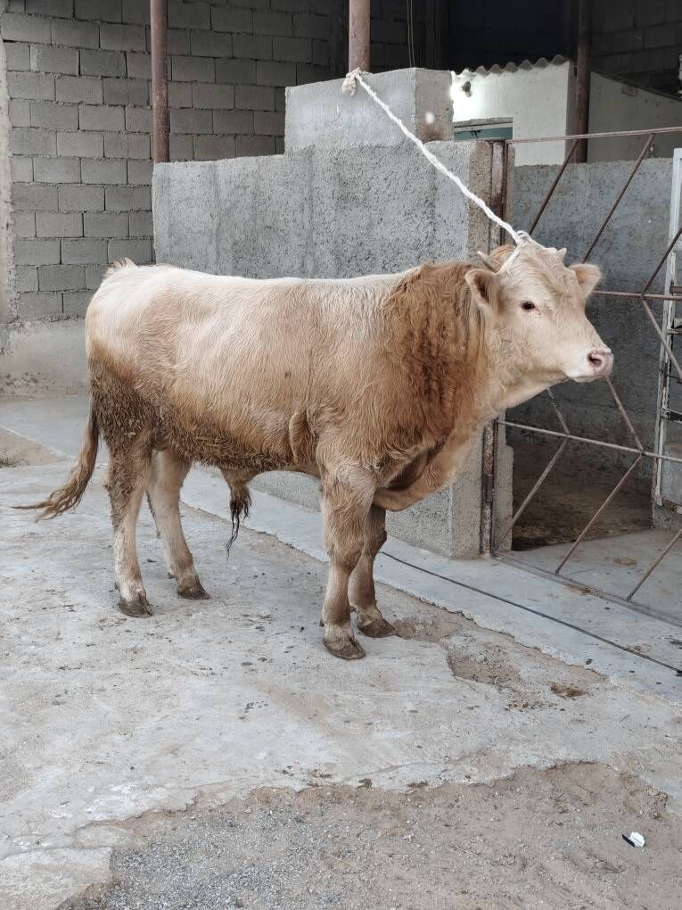 OKZ 3 SANAK BAKYLAN - Анев - img 3