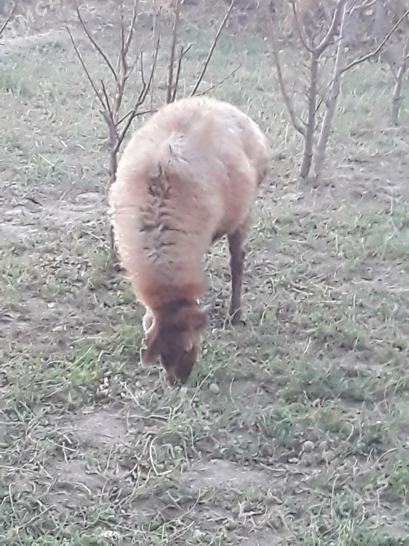 Goyun - Dänew - img 5