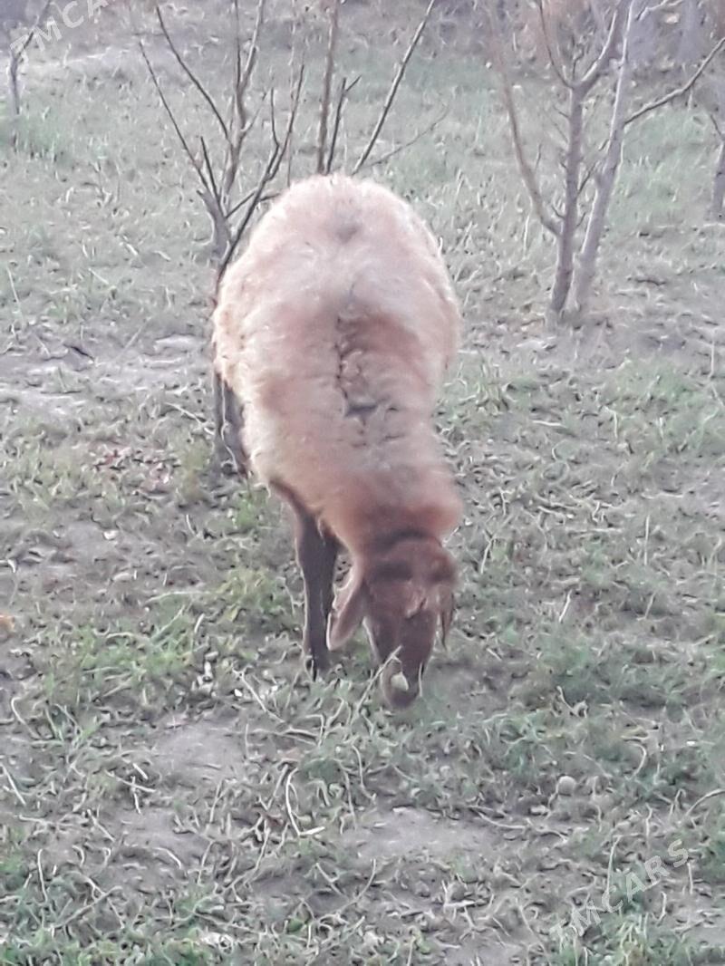 Goyun - Dänew - img 4