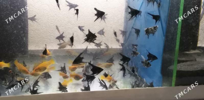 Рыбки - Balkanabat - img 3