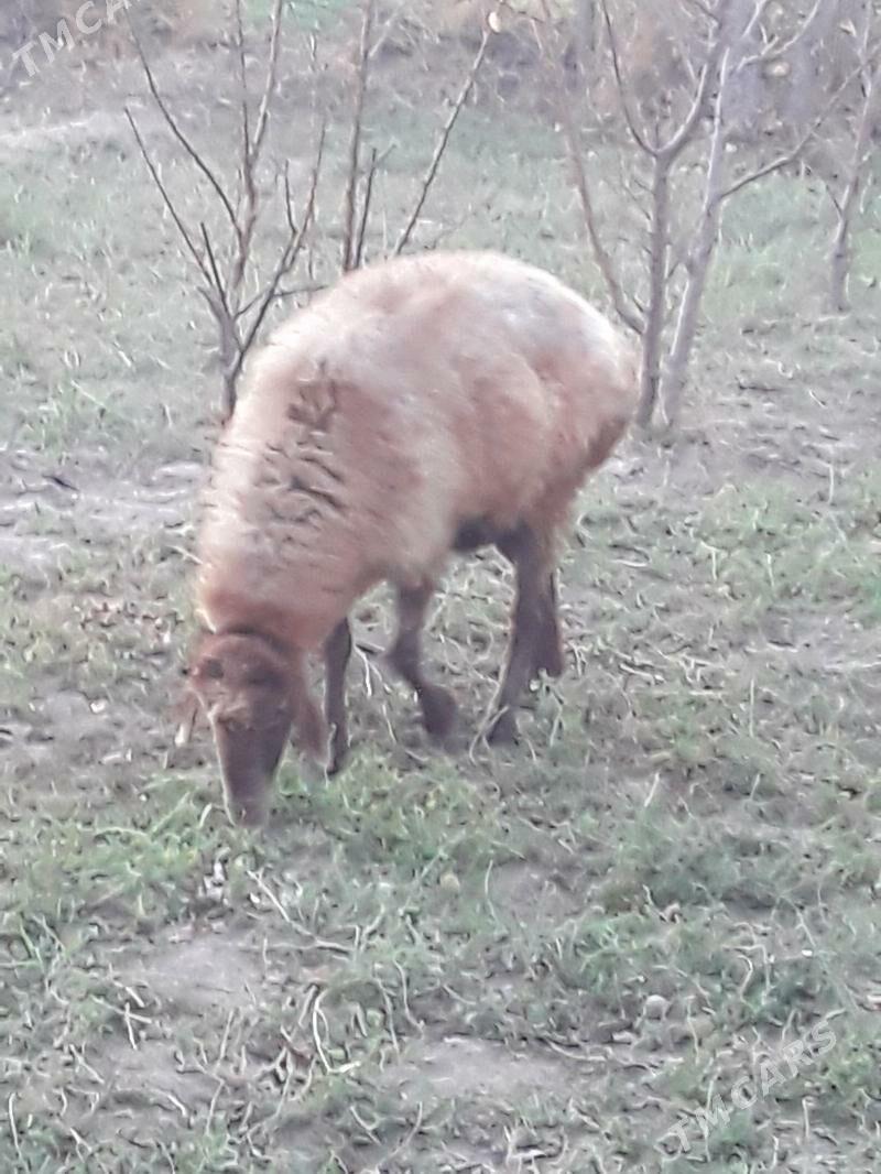 Goyun - Dänew - img 6