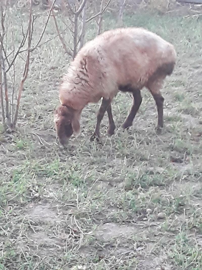 Goyun - Dänew - img 7