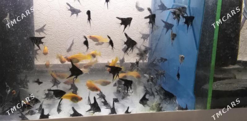 Рыбки - Balkanabat - img 2