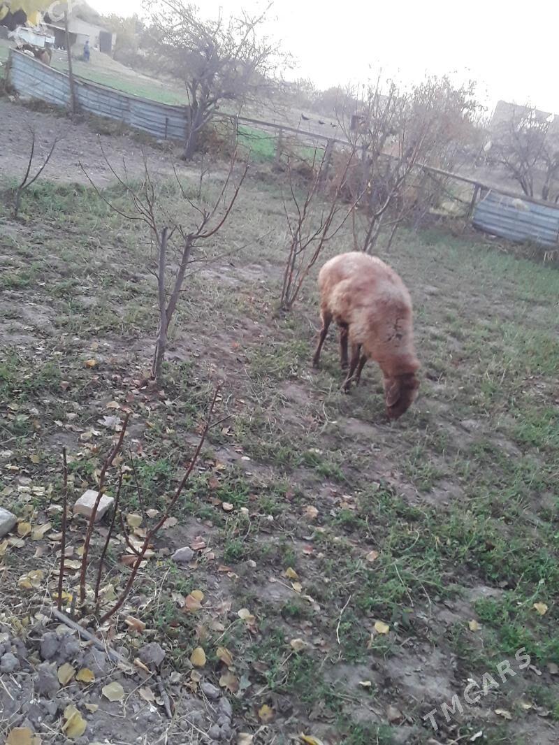 Goyun - Dänew - img 2