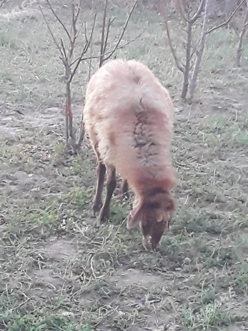 Goyun - Dänew - img 3