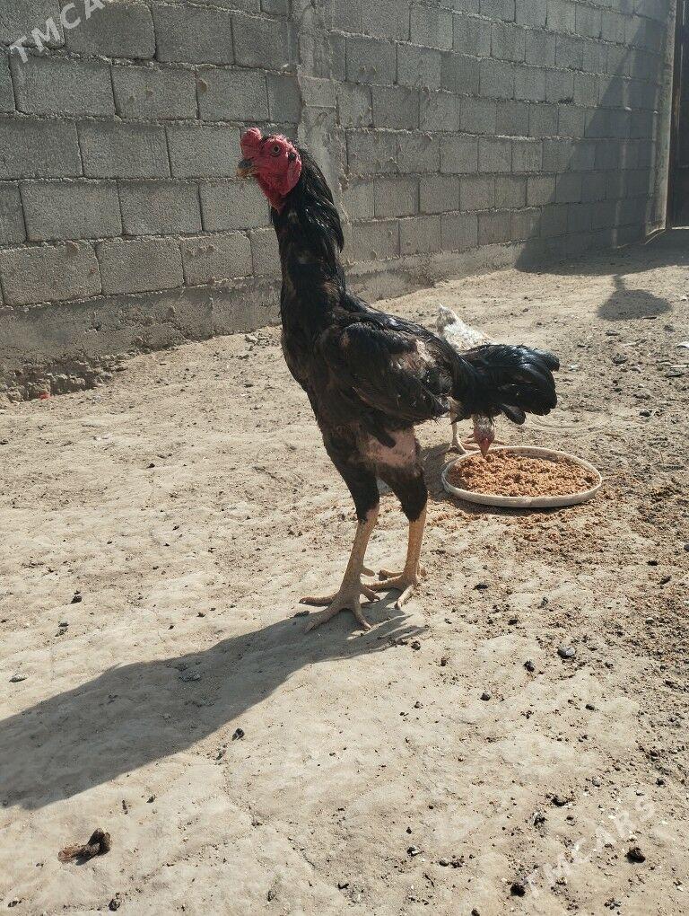 taskent - Бузмеин - img 2