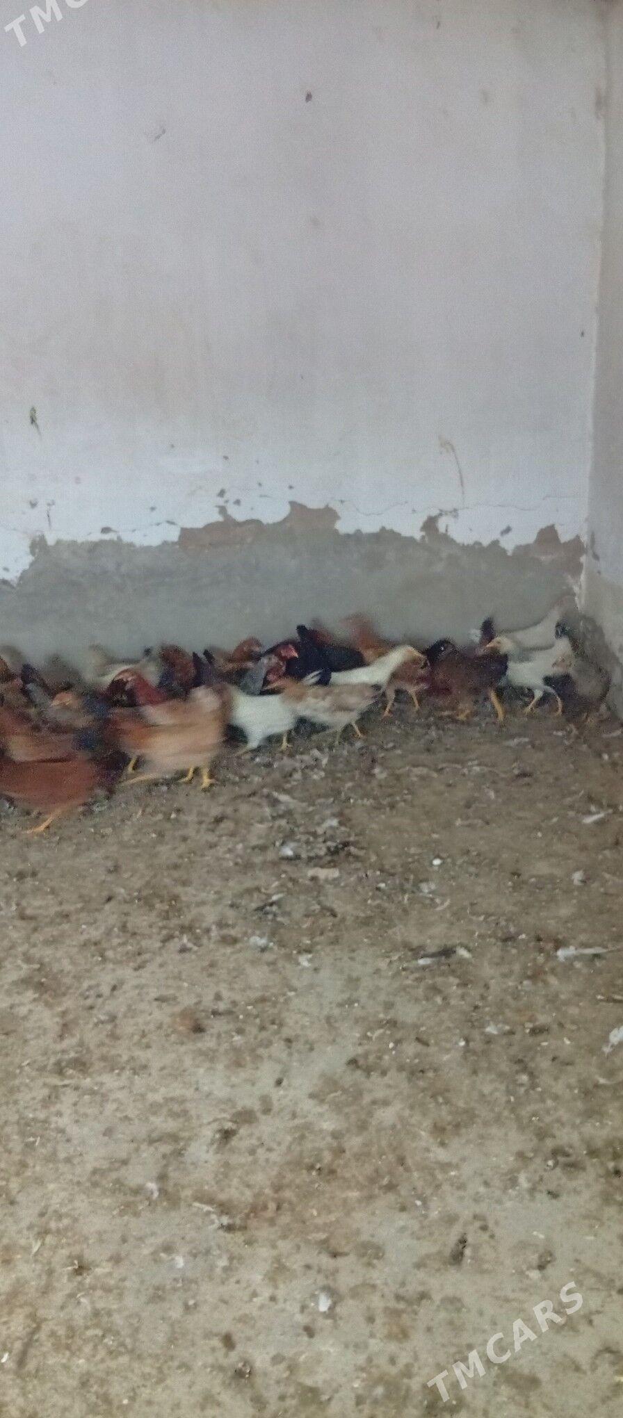 ýaş maki - Tejen - img 2