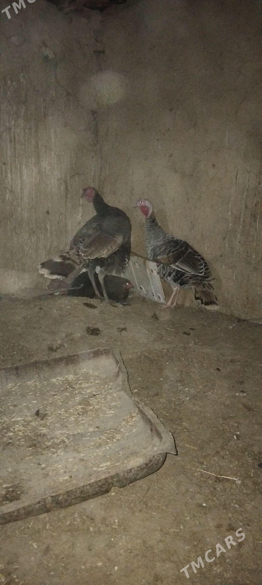 induk - Гызыларбат - img 3