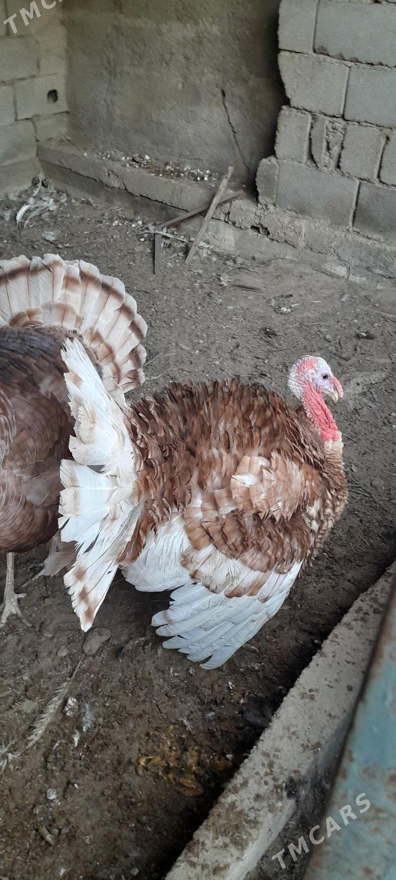 induk owgan - Гёкдже - img 2