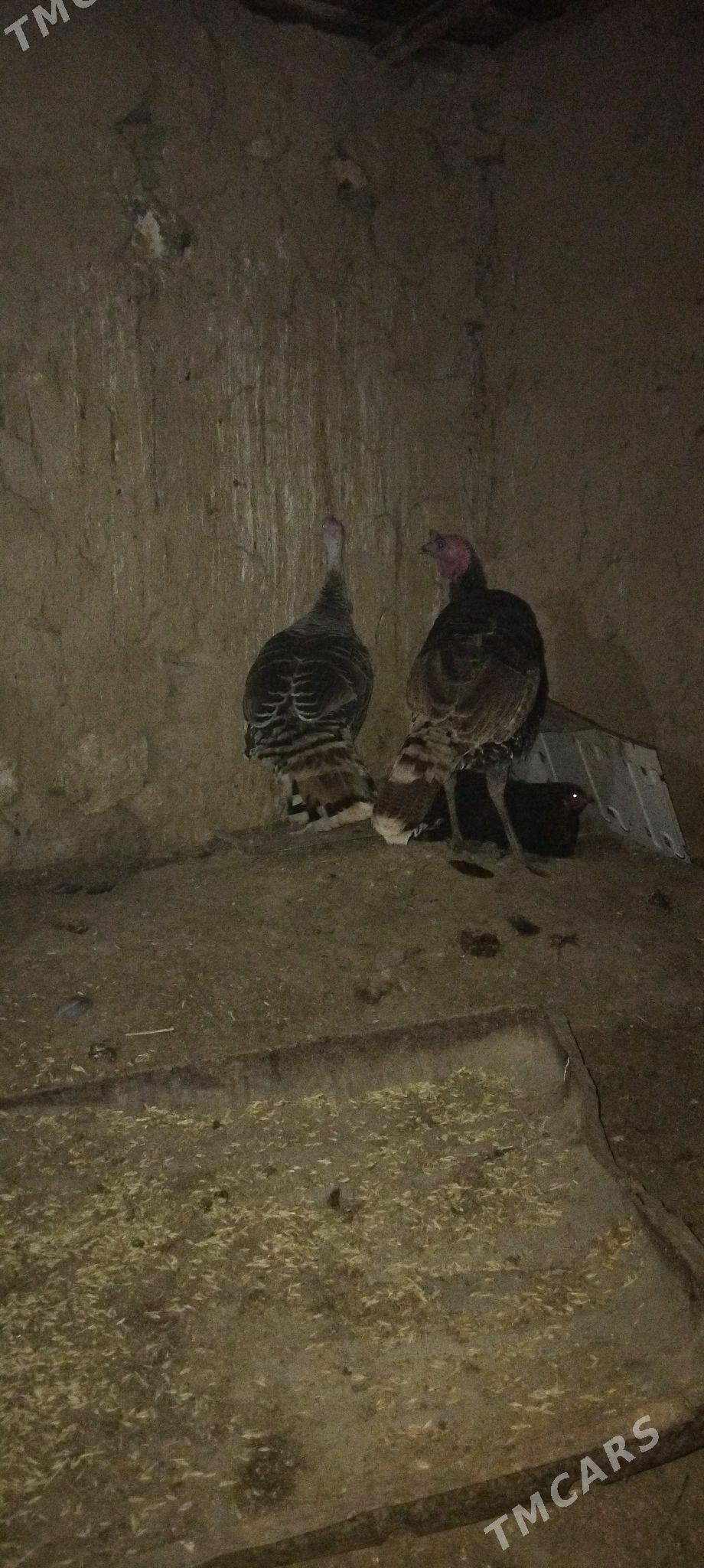 induk - Гызыларбат - img 4