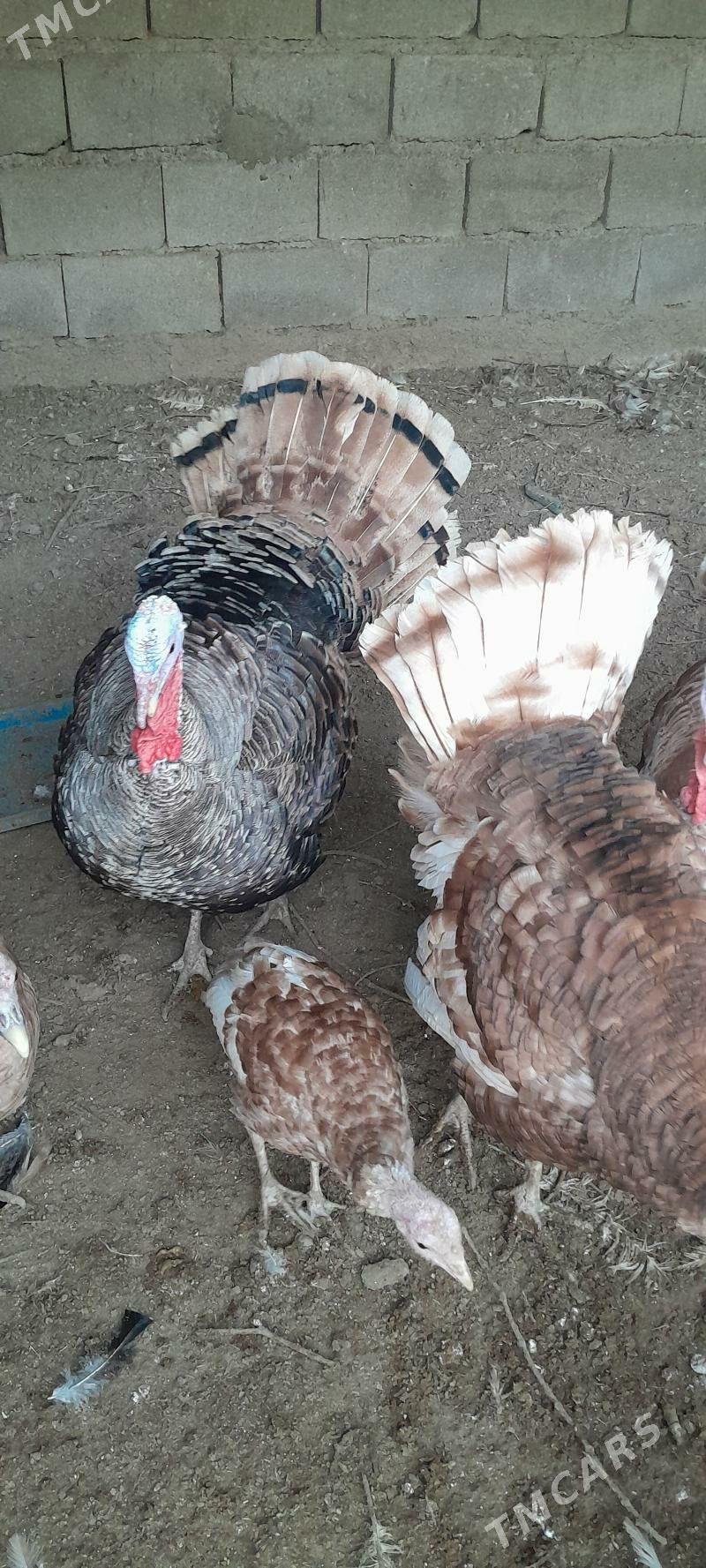 induk owgan - Гёкдже - img 3