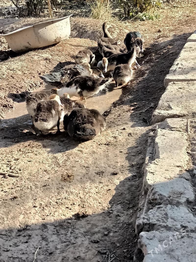 muskus jujeler - Çärjew - img 3