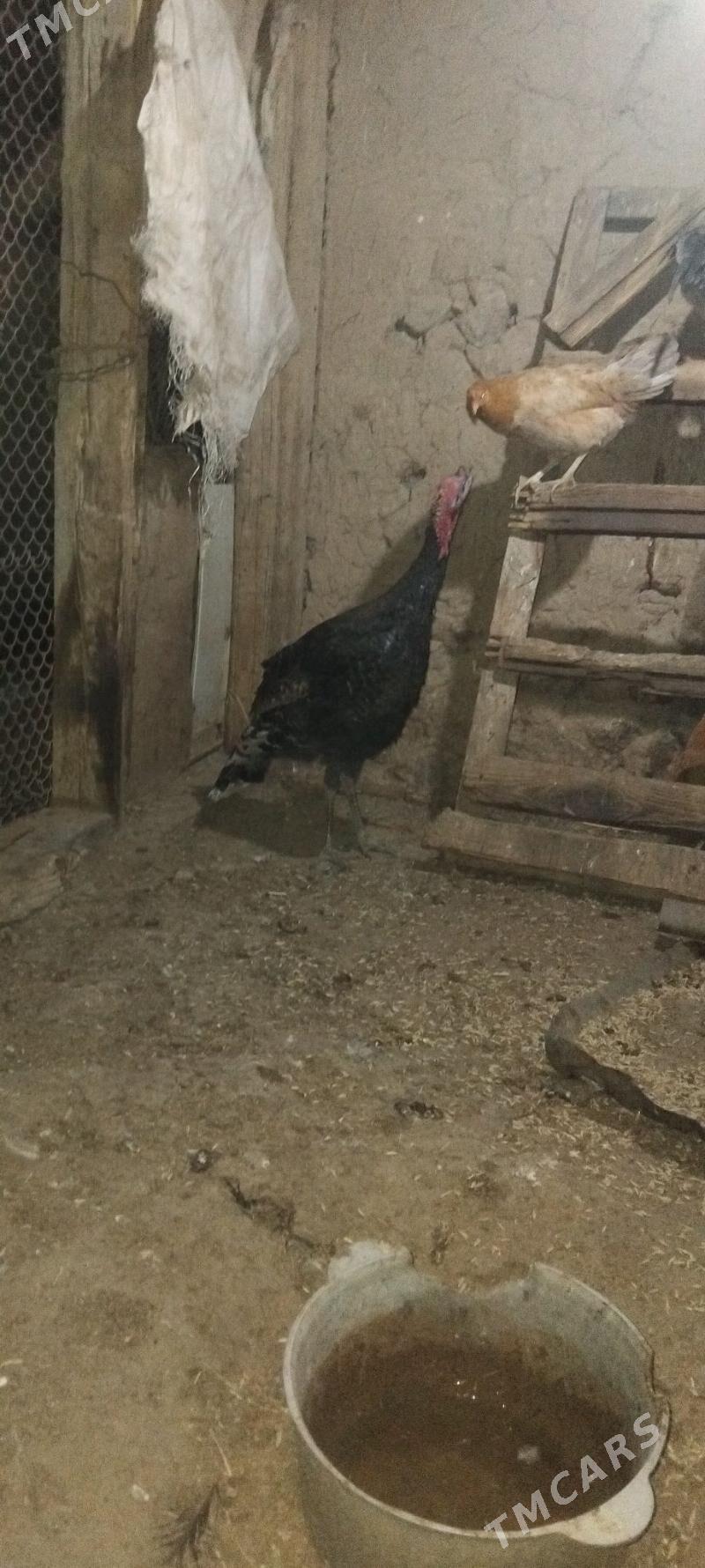 induk - Гызыларбат - img 2