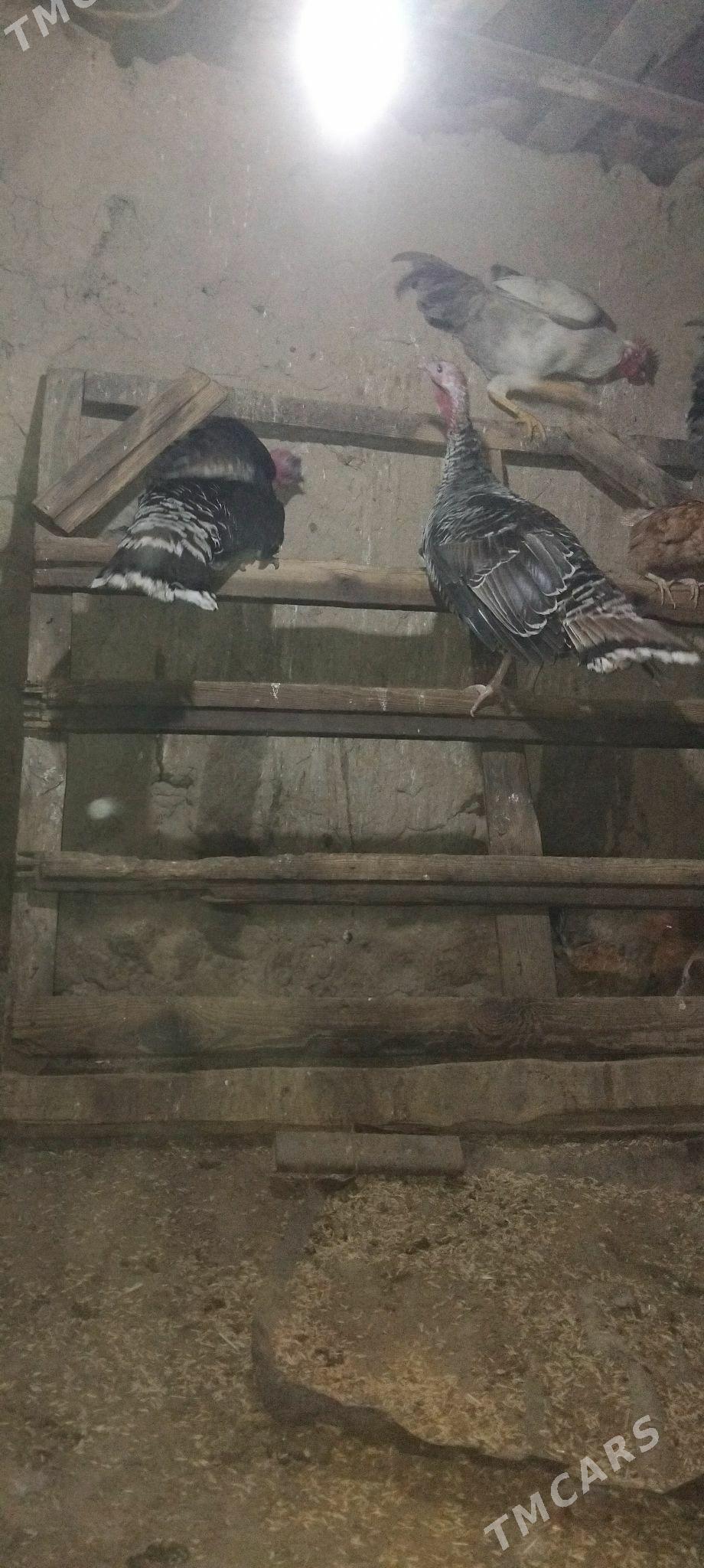 induk - Гызыларбат - img 5