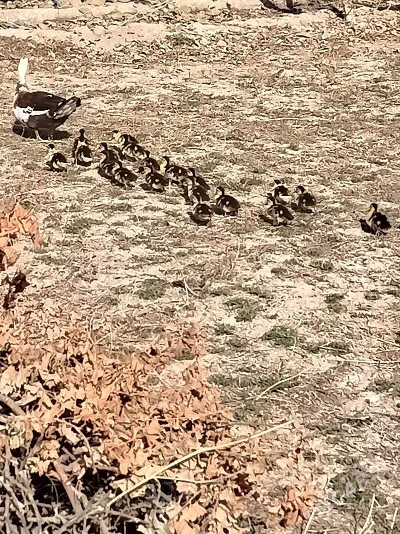 muskus jujeler - Çärjew - img 2