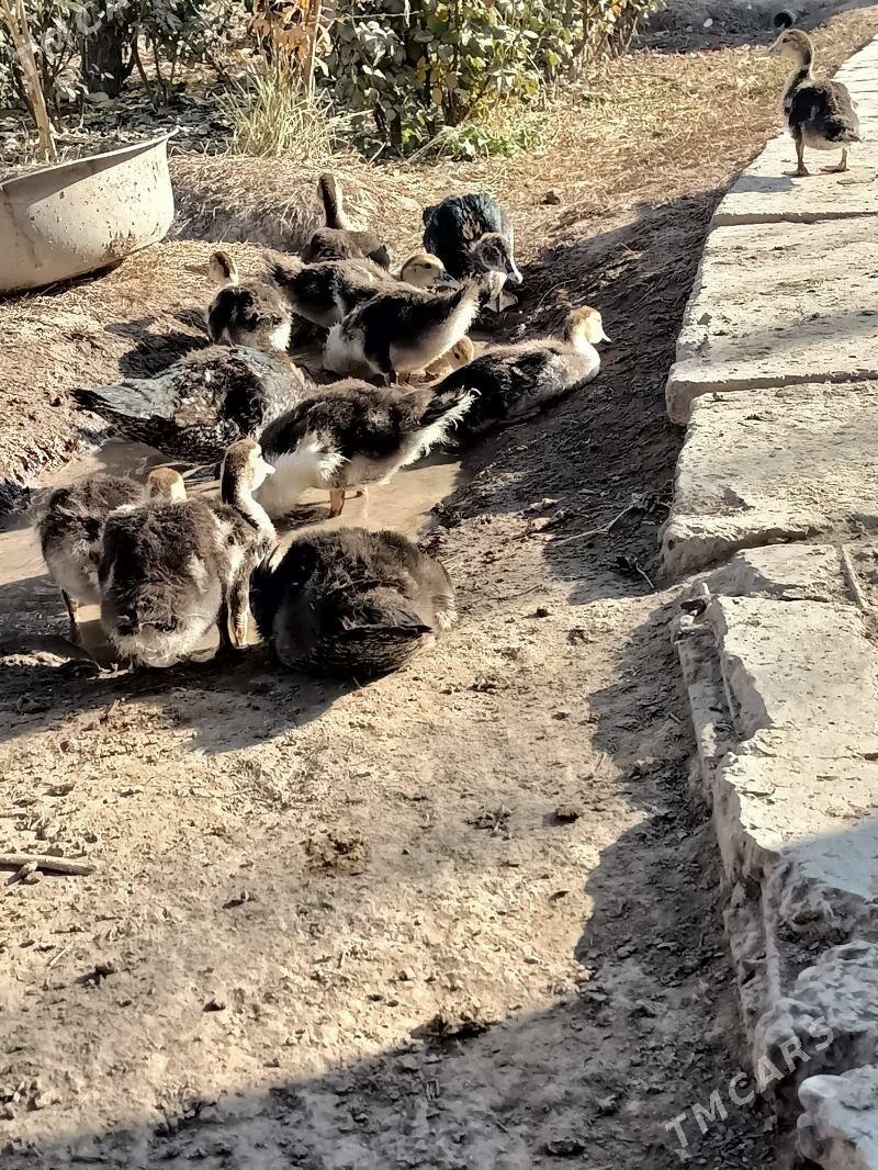 muskus jujeler - Çärjew - img 5